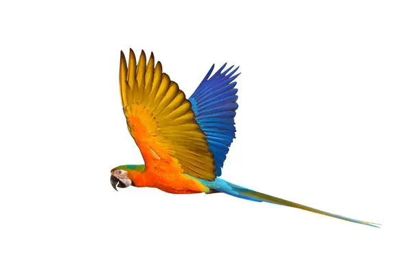 Papagaio Catalina Macaw Voador Colorido Isolado Fundo Branco Com Caminho Fotografia De Stock