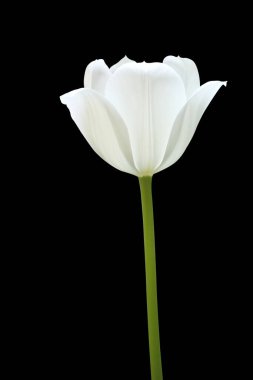 Kırpma yolu ile siyah üzerine izole beyaz lale.