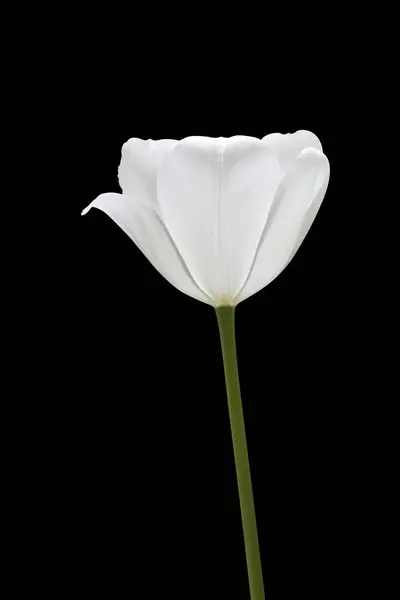 Tulipa Branca Isolada Preto Com Caminho Recorte Imagem De Stock