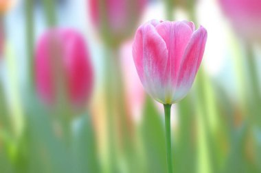 Bahçede çiçek açan güzel pembe laleler.