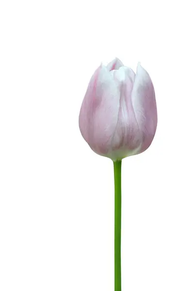 Tulipa Rosa Isolada Fundo Branco Com Caminho Recorte Fotografia De Stock