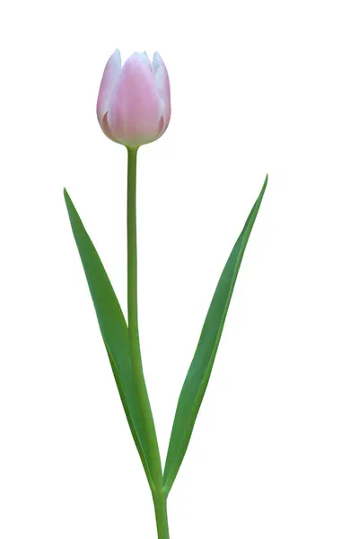 Tulipa Rosa Isolada Fundo Branco Com Caminho Recorte Imagens Royalty-Free