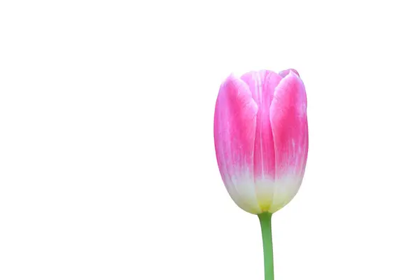 Tulipa Rosa Isolada Fundo Branco Com Caminho Recorte Imagem De Stock