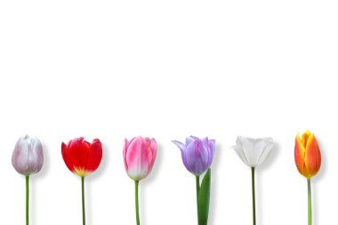 Beyaz arka planda gölgesi olan güzel laleler..