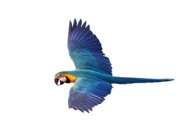 Renkli uçan Mavi ve Altın makav papağanı kırpma yolu ile beyaz arka planda izole.