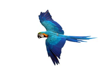 Renkli uçan Mavi ve Altın makav papağanı kırpma yolu ile beyaz arka planda izole.