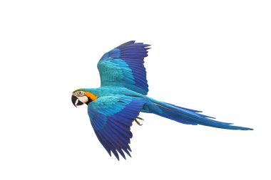 Renkli uçan Mavi ve Altın makav papağanı kırpma yolu ile beyaz arka planda izole.