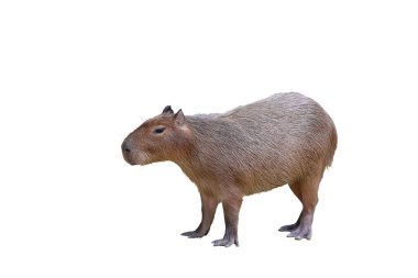 Capybara kırpma yolu ile beyaz arkaplanda izole.
