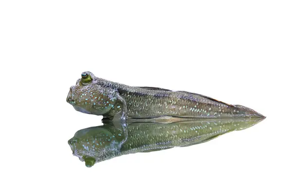 stock image Mudskipper and shadow reflecting on the water isolated on white with clipping path.