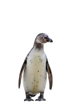 Penguen kırpma yolu ile beyaz arkaplanda izole edildi.