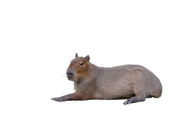 Capybara kırpma yolu ile beyaz arkaplanda izole.