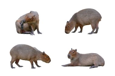 Set of Capybara isolated on white background.