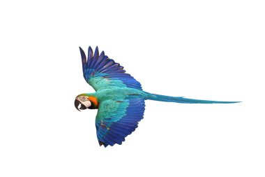 Renkli uçan Mavi ve Altın makav papağanı kırpma yolu ile beyaz arka planda izole.