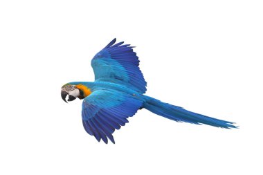 Renkli uçan Mavi ve Altın makav papağanı kırpma yolu ile beyaz arka planda izole.