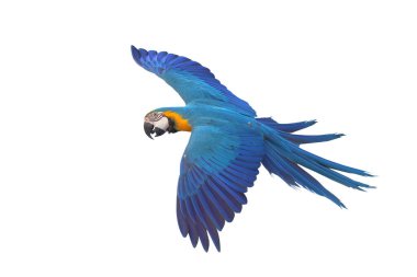 Renkli uçan Mavi ve Altın makav papağanı kırpma yolu ile beyaz arka planda izole.