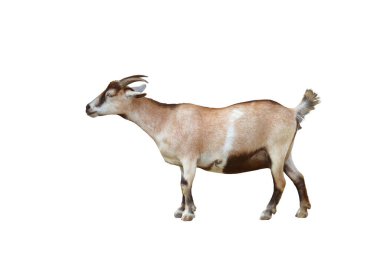 Keçi kırpma yolu ile beyaz arkaplanda izole.