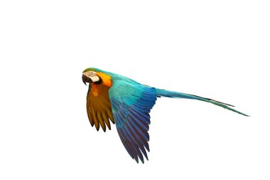 Renkli uçan Mavi ve Altın makav papağanı kırpma yolu ile beyaz arka planda izole.