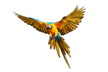 Renkli uçan Mavi ve Altın makav papağanı kırpma yolu ile beyaz arka planda izole.