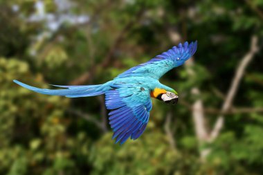 Ormanda uçan güzel papağan. Özgür uçan kuş