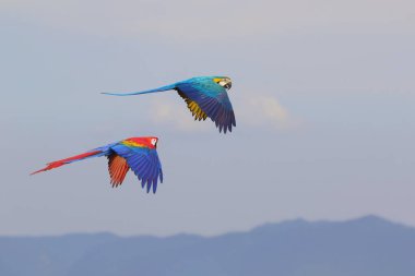 Dağın üzerinden uçan güzel papağanlar. Özgür uçan kuş