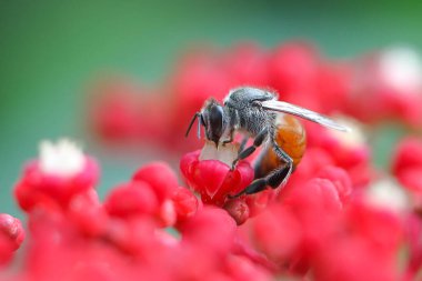 Manila Leea 'nın kırmızı çiçeğini emen bal arısının yan görüntüsü. Doğa arkaplanı