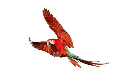 Renkli uçan Yeşil Kanatlı Macaw papağanı kırpma yolu ile beyaz arkaplanda izole edildi.