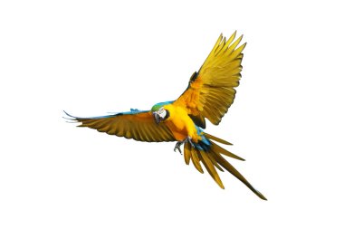 Renkli uçan Mavi ve Altın makav papağanı kırpma yolu ile beyaz arka planda izole.