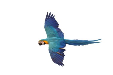 Renkli uçan Mavi ve Altın makav papağanı kırpma yolu ile beyaz arka planda izole.