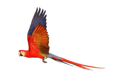 Renkli uçan kırmızı papağan beyaz arka planda izole edilmiş.
