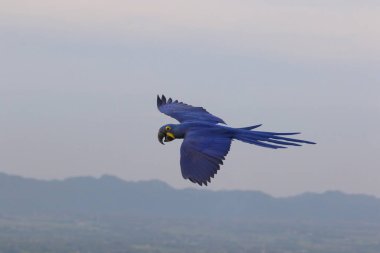 Gökyüzünde uçan güzel Hyacinth Macaw papağanı. Özgür uçan kuş