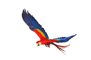 Renkli uçan Kırmızı Macaw papağanı kırpma yolu ile beyaz arkaplanda izole edildi.