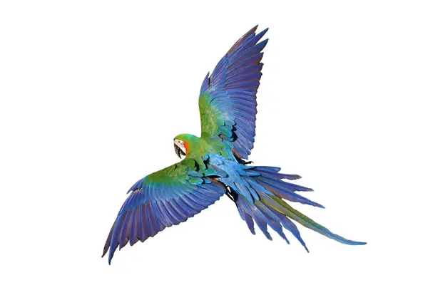 stock image Colorful flying Harlequin Macaw parrot isolated on white background with clipping path.