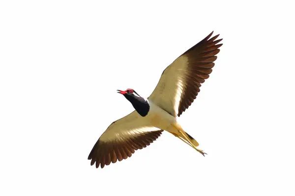 stock image Red-wattled Lapwing flying isolated on white background.