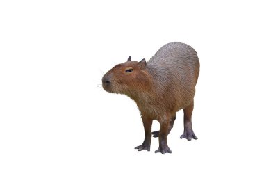 Capybara kırpma yolu ile beyaz arkaplanda izole.