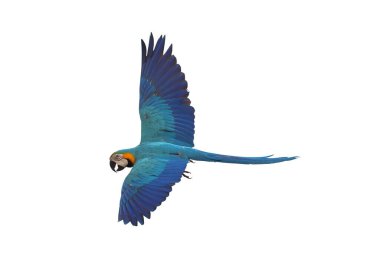 Renkli uçan Mavi ve Altın makav papağanı kırpma yolu ile beyaz arka planda izole.