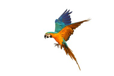 Renkli uçan Mavi ve Altın makav papağanı kırpma yolu ile beyaz arka planda izole.