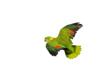 Güzel uçan Turuncu Kanatlı Amazon kırpma yolu ile beyaz zemin üzerinde izole.