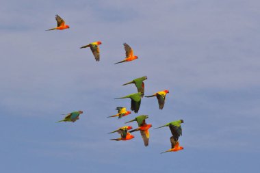 Gökyüzünde uçan renkli papağanlar. Özgür uçan kuş