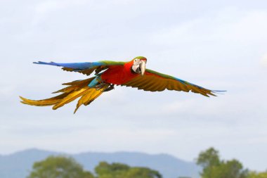 Gökyüzünde uçan renkli Palyaço Macaw papağanı. Özgür uçan kuş