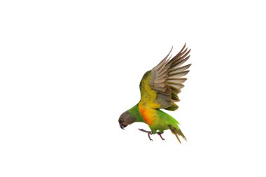 Güzel uçan Senegal papağanı kırpma yolu olan beyaz bir arkaplanda izole edilmiş..