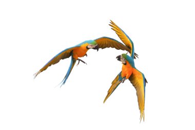 Renkli uçan mavi ve altın renkli papağanlar beyaz arka planda kırpma yolu ile izole edilmiş..