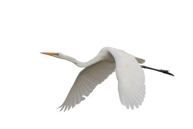 Güzel Doğu Akbalıkçıl kuşu beyaz arka planda izole edilmiş kırpma yolu ile uçar.