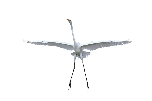 stock image Beautiful Eastern great egret flying isolated on white background with clipping path.