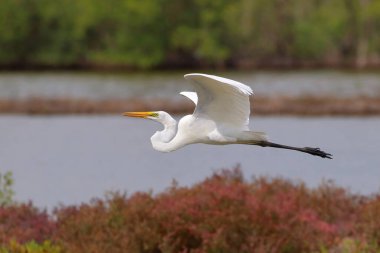 Bataklıkta uçan güzel Doğu Akbalıkçılı.