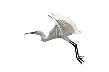 Güzel uçan balıkçıl beyaz arka planda izole edilmiş..