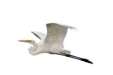 Güzel uçan balıkçıl beyaz arka planda izole edilmiş..