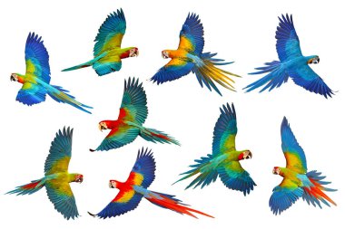 Beyaz arka planda izole edilmiş renkli uçan papağanlar. Bir çift papağan.