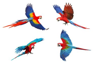 Renkli uçan Kırmızı Macaw ve Yeşil Kanat Macaw beyaz arka planda izole edildi. Bir çift papağan.