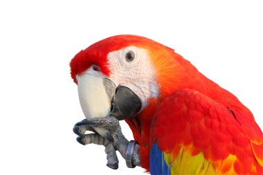 Beyaz arkaplanda kırpma yolu ile izole edilmiş güzel Scarlet Macaw papağanının yakın çekimi.