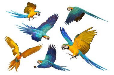 Beyaz arka planda yalıtılmış uçan bir grup papağan..